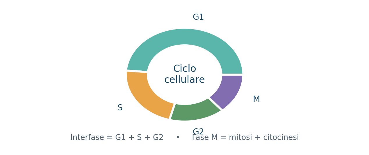 Il ciclo cellulare: interfase e divisione