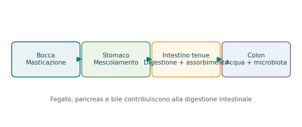 Percorso del cibo lungo l’apparato digerente