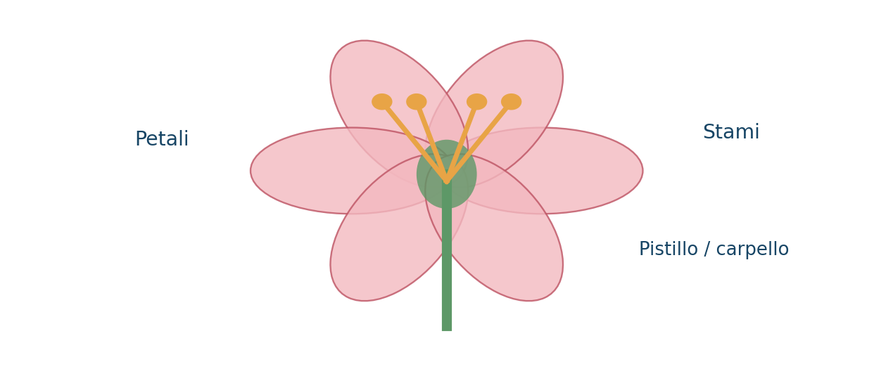 Parti fondamentali di un fiore di angiosperma