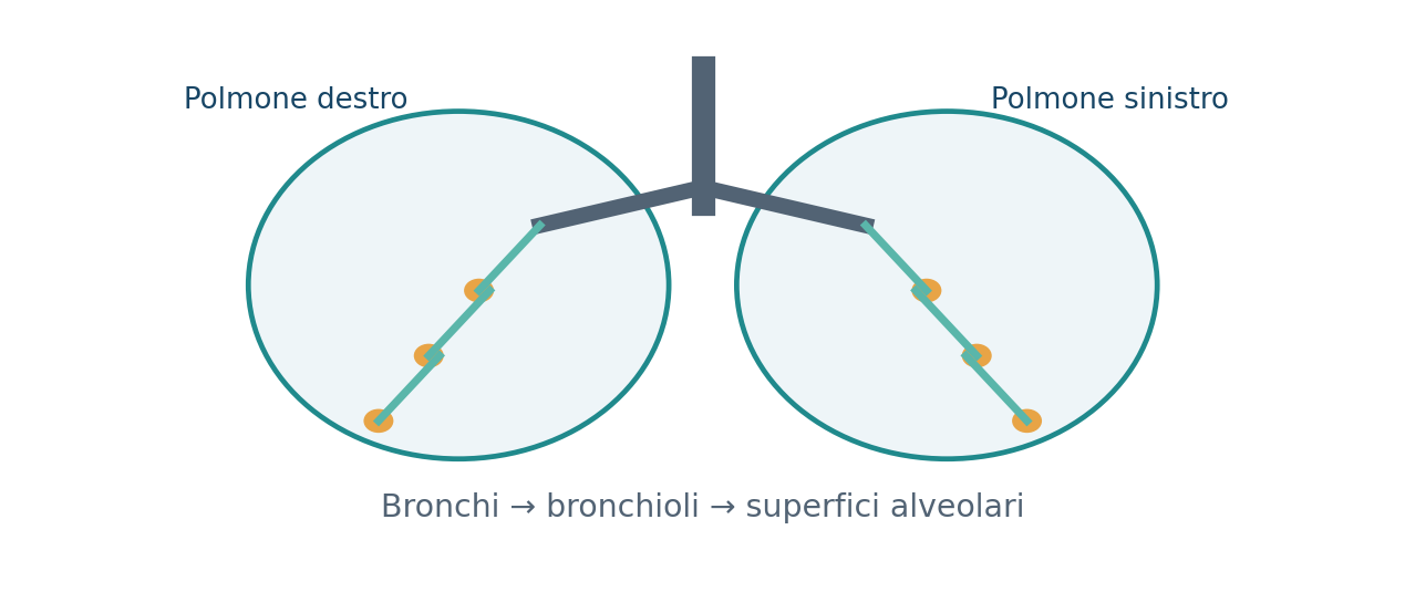 Ramificazione bronchiale e superficie alveolare