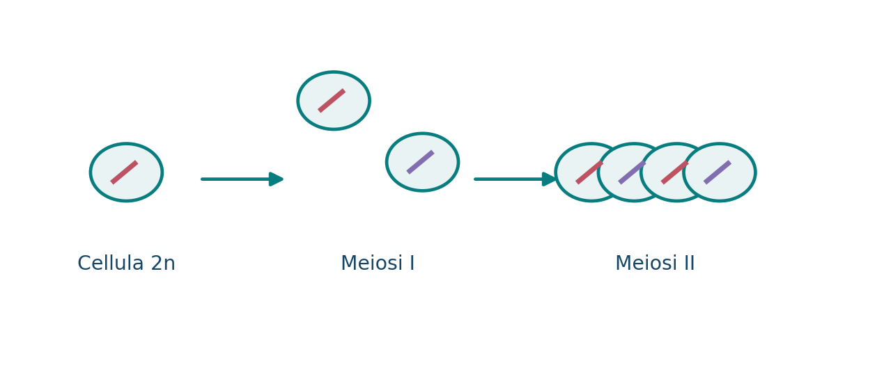 Riduzione cromosomica: meiosi I e meiosi II