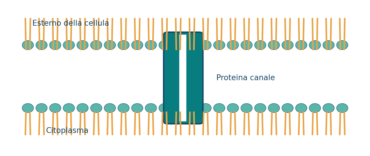 Doppio strato fosfolipidico e proteina transmembrana