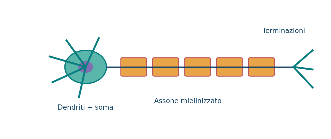 Neurone: dendriti, soma, assone, mielina e terminazioni