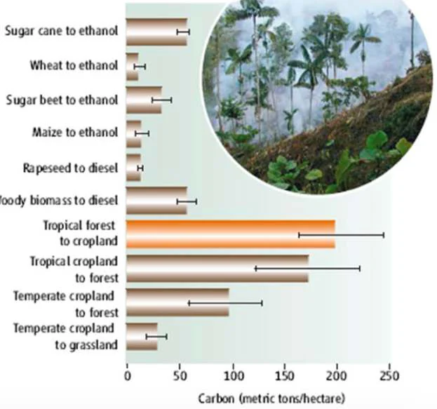 Il carbonio sequestrato dal ripristino delle foreste è maggiore delle emissioni evitate dall’uso dei biocarburanti liquidi.